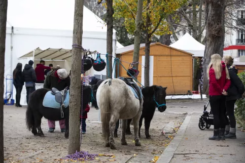 Des poneys dans une cour d'école.
