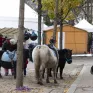 Des poneys dans une cour d'école.